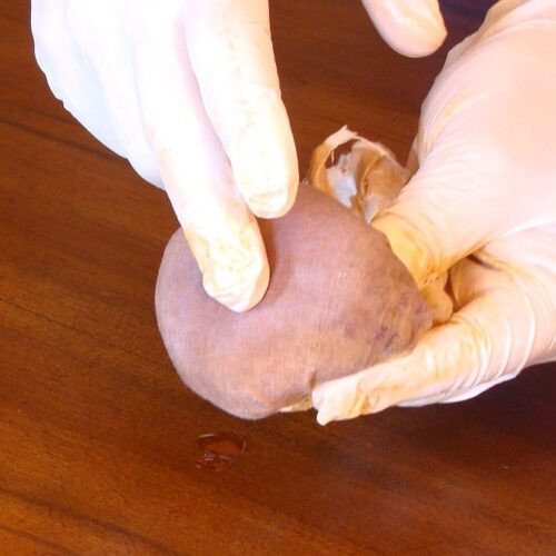 Lucidatura a gommalacca a tampone