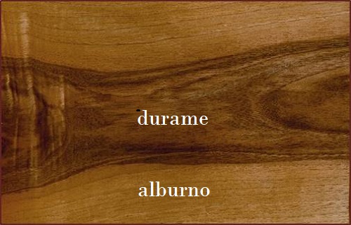 Alburno e durame: Il legno di noce è molto differenziato.