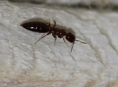 Scleroderma wikipedia.