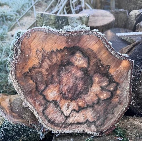 Tronco di betulla attaccato dai funghi.