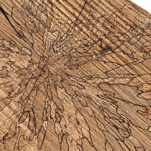 Tronco con attacco fungino.