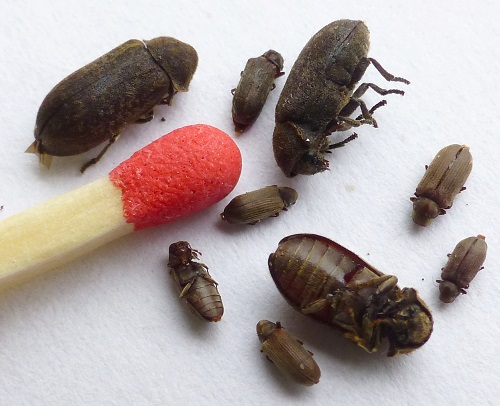 tarli del mobile, foto di Andrè Lequet.