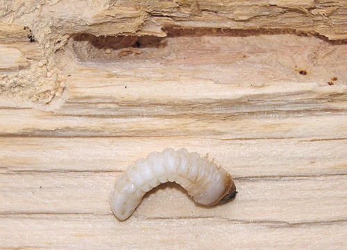 La larva del Capricorno delle case.