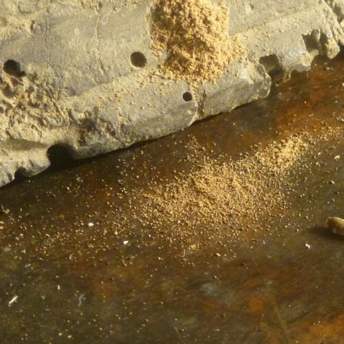 IlIl tarlo nei mobili antichi.