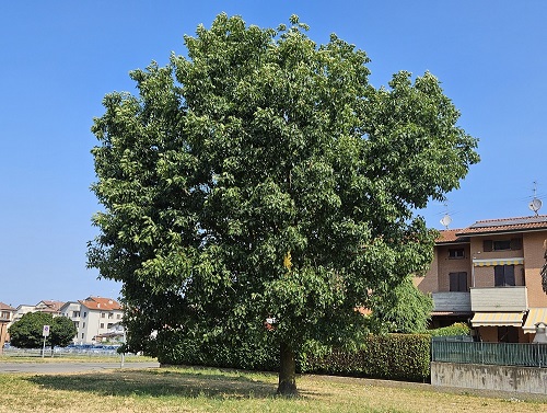 Come riconoscere una quercia: quercia rossa.