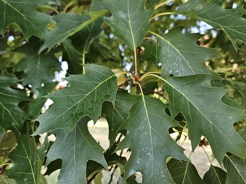 Le foglie di quercia rossa.