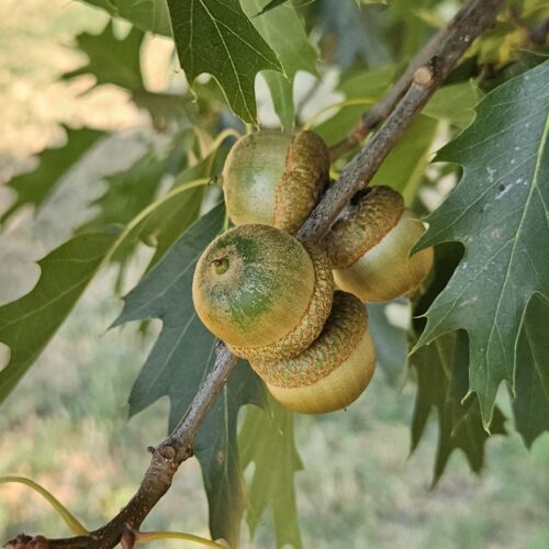 Come riconoscere una quercia: le ghiande.